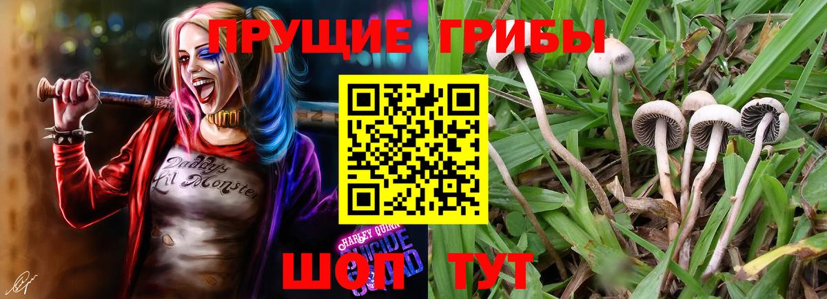Псилоцибиновые грибы мицелий  Вход с VPN  Удомля 